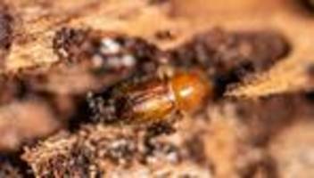 Wald und Natur: Jährliches Borkenkäfer-Monitoring gestartet