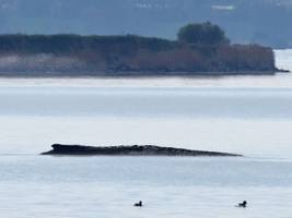 mecklenburg-vorpommern: gestrandeter wal soll nun doch gerettet werden