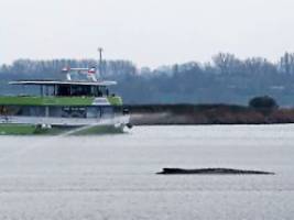 Schwimmerin sprang vom Schiff: Sterbendem Wal genähert - Polizei begleitet Ausflugsschiff