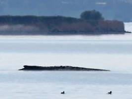 Überraschende Wende: Privat-Initiative darf Rettungsversuch für Ostsee-Wal starten