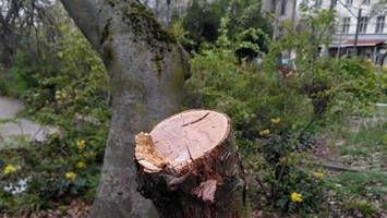 Bäume abgesägt: „Kaum in Worte zu fassen – Sinnlose Zerstörung!“