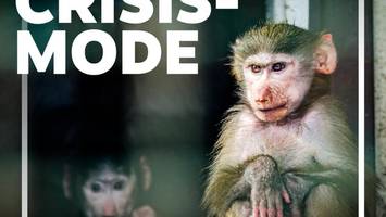 A Leopardess, War, and the Animal Rescuers of Kharkiv