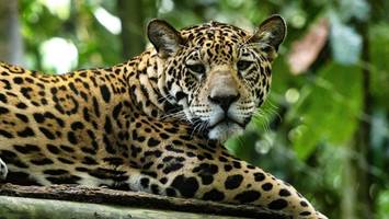 Nach zehn Jahren wieder ein Jaguar gesichtet – Hoffnung in Honduras