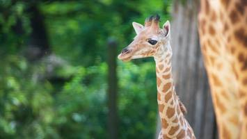 Neuzugang im Zoo Berlin: Seltener Giraffen-Jungbulle angekommen
