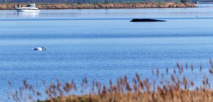 poel - till backhaus über den wal: »ich glaub an dieses tier«