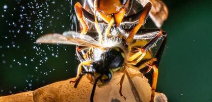 Vespa velutina: Asiatische Hornisse breitet sich in Deutschland weiter aus