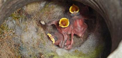 studie bei vögeln: gute eltern sterben früher