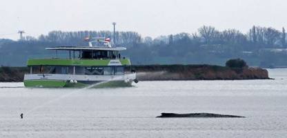 wismar: rettungsversuch für gestrandeten wal – minister gibt grünes licht