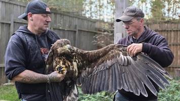 immer mehr notfälle: wildtierstation braucht platz – großer anbau geplant