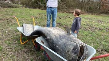 Legendärer Wels tot aus Weiher geborgen – Seine Ausmaße sind gigantisch