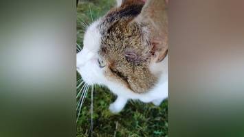 mit luftgewehr verletzt: wer hat auf kater „hansen“ in kirchwerder geschossen?