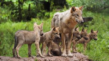 Wölfe an Hamburger Stadtgrenze: So geht es dem Rosengarten-Rudel