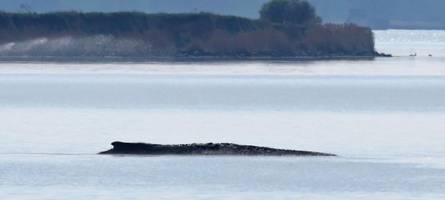 minister gibt okay für privaten rettungsversuch für wal timmy mit luftkissen