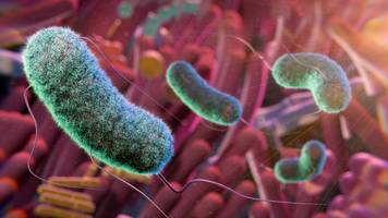 darmflora-hype entlarvt: das geschäft mit dem „perfekten mikrobiom“