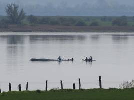 Buckelwal in der Ostsee: Hilfe, die Retter sind da