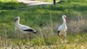Brutzeit hat begonnen: Störche im Südwesten: Jetzt ist das Wetter entscheidend