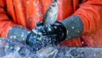 hohe preise: eu will fischern in der krise mit 760 millionen euro helfen