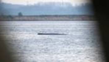 Tiere: CDU überrascht von privater Wal-Rettungsaktion