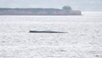 Tiere: Greenpeace: Keine Unterstützung für geplante Wal-Rettung