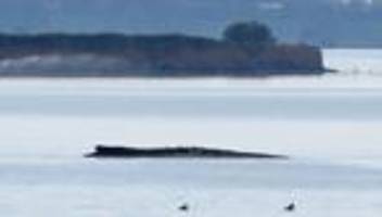 Tiere: Umweltminister erwartet weitere Wal-Strandungen