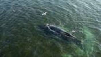 ostsee: buckelwal soll von schlepper zum atlantik gezogen werden