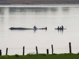 biologie: buckelwal in der ostsee – experten kritisieren bergungspläne