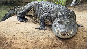 Krokodil aus Schrebergarten gerettet –  „genetisch besonders wertvoll“