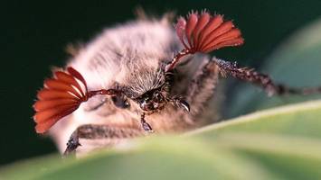 Maikäfer in Hessen: Autofahrer werden vor einer halben Milliarde Tiere gewarnt