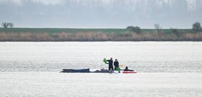 Buckelwal gestrandet: Rettungsversuch vor Insel Poel beginnt - »Er kommt hier weg von dieser Schlachtbank«