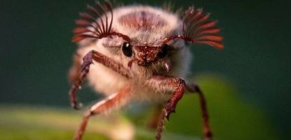 landkreis groß-gerau und darmstadt: 500 millionen maikäfer bald unterwegs