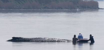 Poel: Rettungsaktion für Buckelwal hat begonnen