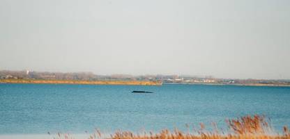 wal »timmy« vor poel: experte zweifelt am »minimalinvasiven« rettungsplan