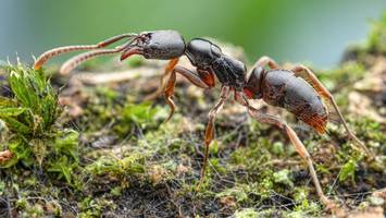 mann schmuggelt 2000 lebende ameisen – kenianisches gericht spricht urteil