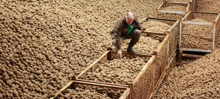 kartoffelbauern unter druck: „bevor ich sie in die biogasanlage kippe, ist der preis nebensache“