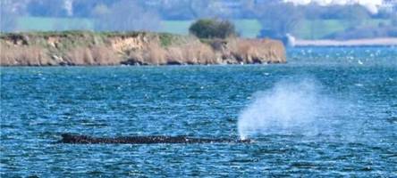 wal in der ostsee: verfolgen sie den neuen rettungsversuch im livestream