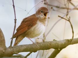 Psychologie: Piep, summ, quak!