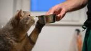 haustiere: happy end nach elf jahren ‒ katze perla wieder bei familie