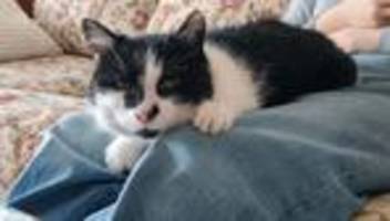 Haustiere: »Ich war sprachlos« – Katze Perla nach elf Jahren zu Hause