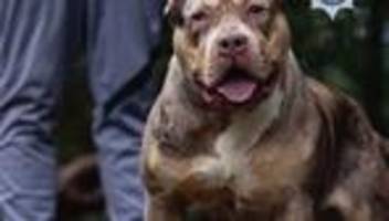 Kampfhund außer Kontrolle: XL-Bully beißt Mann zu Tode - Besitzer muss 12 Jahre in Haft