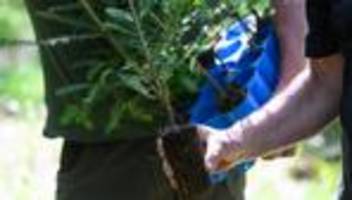 Natur: Mehr als fünf Millionen junge Bäume sollen gepflanzt werden