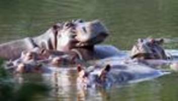 Nilpferde in Kolumbien: Rettet Escobars Kokain-Hippos
