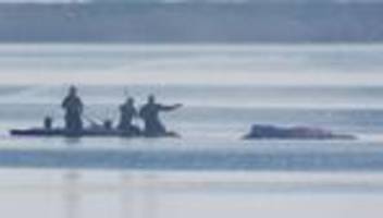 Ostsee: Wal vor Poel - Rettungseinsatz startet frühestens am Samstag