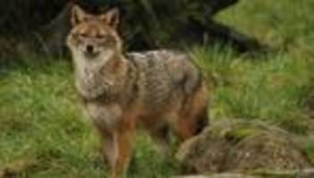 Seltene Tiere im Südwesten: Goldschakal heimisch? Das Wichtigste zum kleinen Wolfsbruder