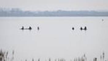 Tiere: Rettungsaktion für den Buckelwal wird fortgesetzt