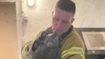 Tierrettung: Mehrere Rettungsversuche: Feuerwehr holt Katze aus Mauerwerk