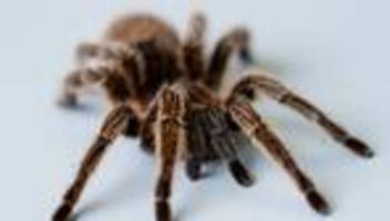 tübingen: frau vergisst 20 vogelspinnen in regionalbahn