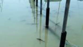 Untersuchungen: Tote Fische am Bodensee entdeckt