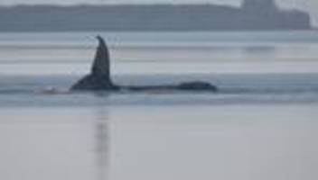 Walrettung: Minister: Wal-Rettungsmaßnahme nur geduldet, nicht genehmigt