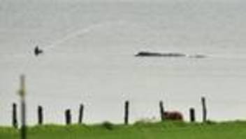 walrettung in der ostsee: »die möwen würden bereits anfangen, den wal zu fressen«