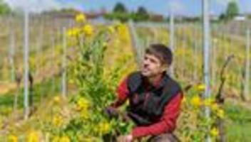 Was blüht denn da?: Darum pflanzen Winzer Blühstreifen